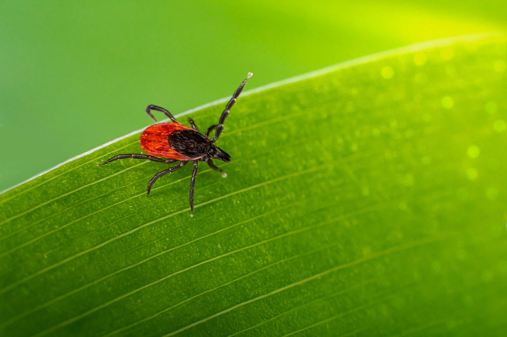 Ziekte van Lyme: feiten, gevaren en een innovatieve test